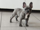 Chiots de race Bouledogue Français à vendre (2 mâles)