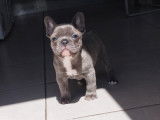 Chiots de race Bouledogue Français à vendre (2 mâles)