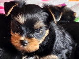 Chiot Yorkshire Terrier LOF à réserver