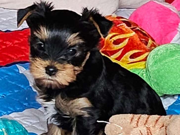 Chiots Yorkshire Terrier LOF à réserver