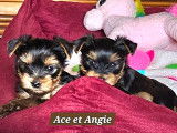 Chiot Yorkshire Terrier LOF à réserver