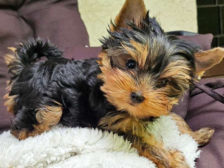 Chiot Yorkshire Terrier LOF à réserver