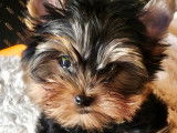 Chiot Yorkshire Terrier LOF à réserver