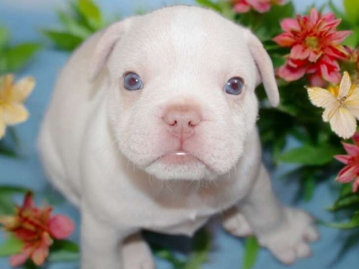 Chiot mâle Bouledogue Français exotiques à vendre