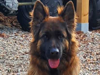 Chiots Berger Allemand avec pedigree NBVK à vendre