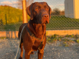 Mâle Labrador chocolat disponible pour saillie