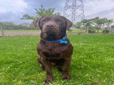Mâle Labrador chocolat disponible pour saillie