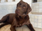 Mâle Labrador chocolat disponible pour saillie