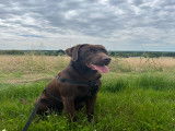 Mâle Labrador chocolat disponible pour saillie