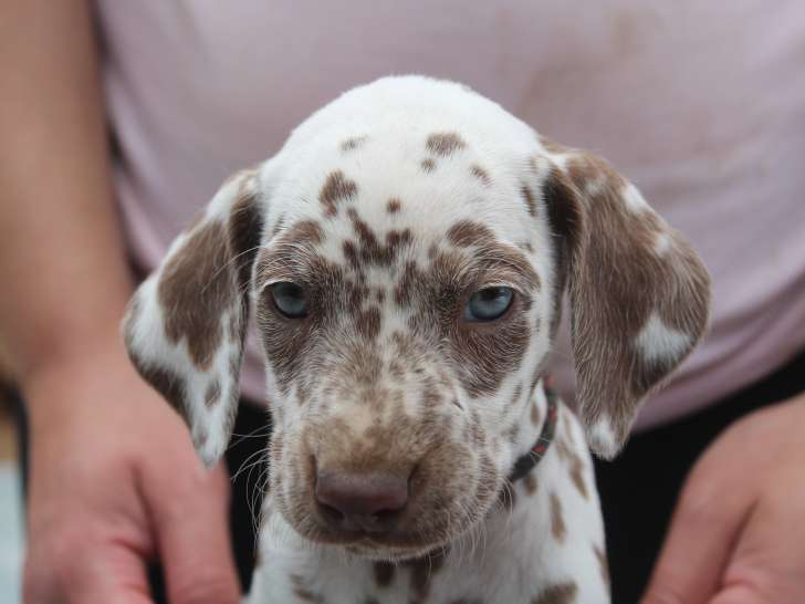 Chiots Dalmatien LOF à réserver