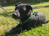 Disponible à l'adoption : chiot mâle de 6 mois