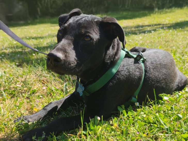 Disponible à l'adoption : chiot mâle de 6 mois