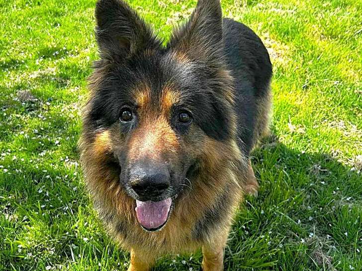 Prêt pour l'adoption : chien Berger Allemand noir et feu