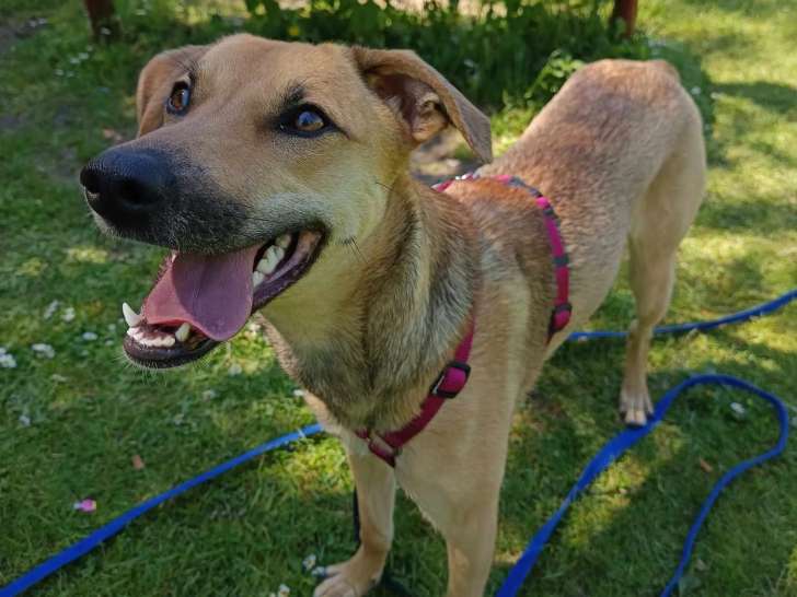 En attente d'adoption : chiot femelle fauve