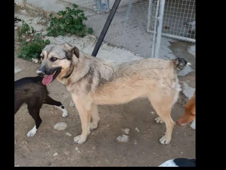 En attente d’une famille : chien tricolore