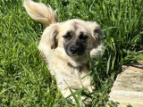 En quête d'une famille : chienne fauve charbonnée