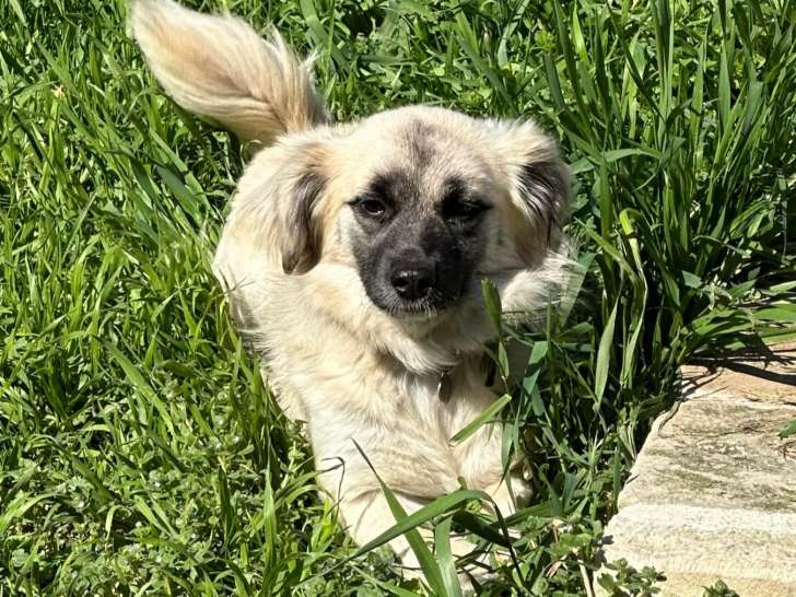 En quête d'une famille : chienne fauve charbonnée