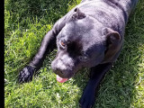À la recherche d'un foyer : chienne Staffie noire