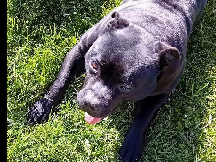 À la recherche d'un foyer : chienne Staffie noire