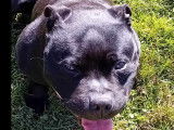 À la recherche d'un foyer : chienne Staffie noire