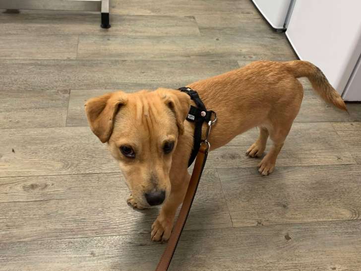 Chiot mâle fauve à adopter