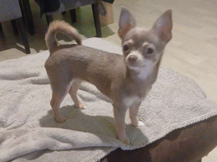 Cherche mâle Chihuahua pour saillie
