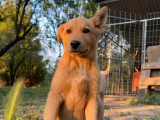 Fra, chiot à adopter