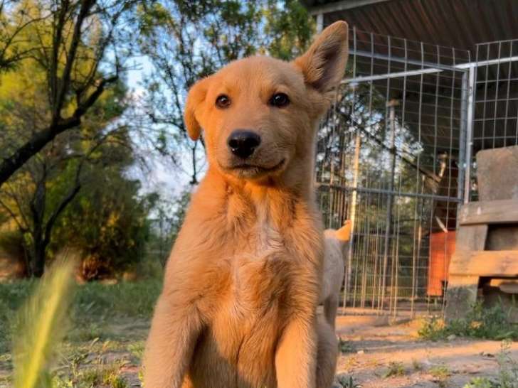 Fra, chiot à adopter