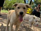 Befree, chiot à adopter