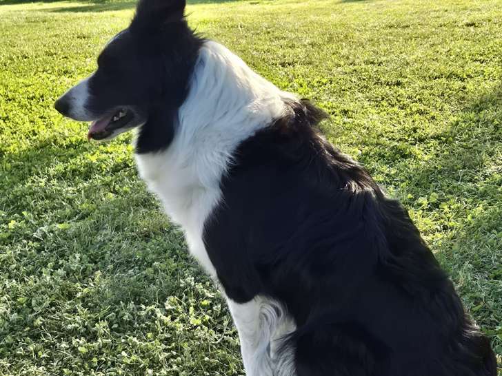 Chiots Border Collie noir et blanc à vendre