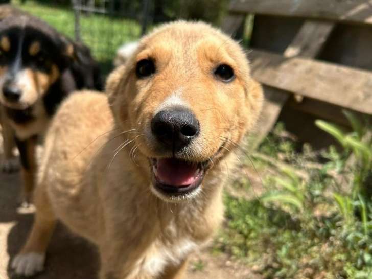 Elli, chiot femelle à adopter