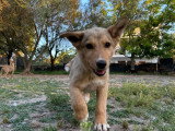 Elli, chiot femelle à adopter