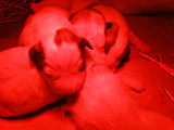 Chiots Patou à vendre