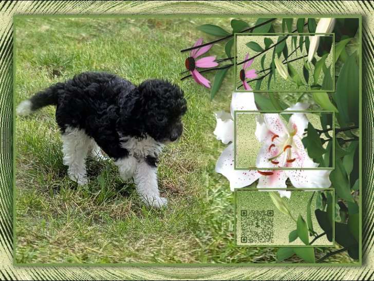 Rare : femelle Caniche bicolore malicieuse inscrite au LOF à vendre