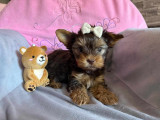 Chiots de race Yorkshire Terrier à vendre (2 femelles)