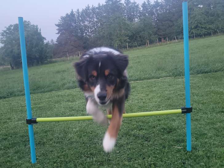 Mâle Berger Australien LOF disponible pour saillie