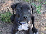 Chiot femelle de 2 mois prêt pour l'adoption