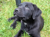 Chiot mâle au pelage noir en attente d'adoption