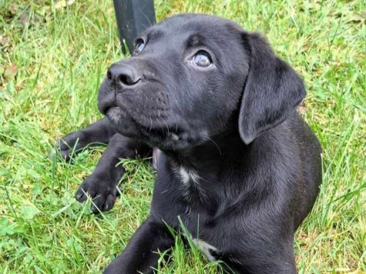 Chiot mâle au pelage noir en attente d'adoption