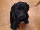 Chiot femelle noire disponible à l'adoption