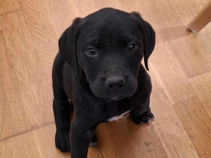 Chiot femelle noire disponible à l'adoption