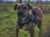 Chienne bringée à accueillir