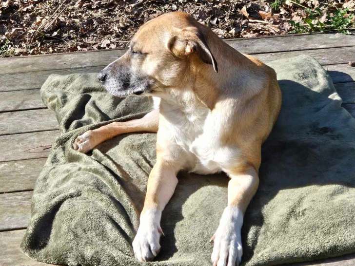 Chienne Bourbon Royal fauve en quête d'un foyer