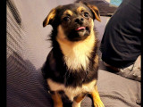 Adoption disponible : chiot femelle noir et feu