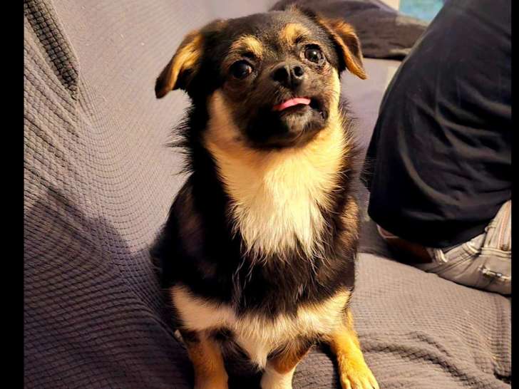 Adoption disponible : chiot femelle noir et feu