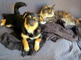 Adoption disponible : chiot femelle noir et feu