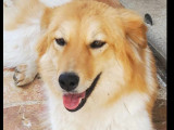 Chienne au pelage crème à la recherche d'un foyer