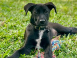À adopter, chiot femelle noir avec marque blanche