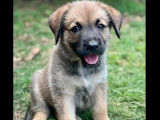 Disponible à l'adoption, chiot femelle noir et beige