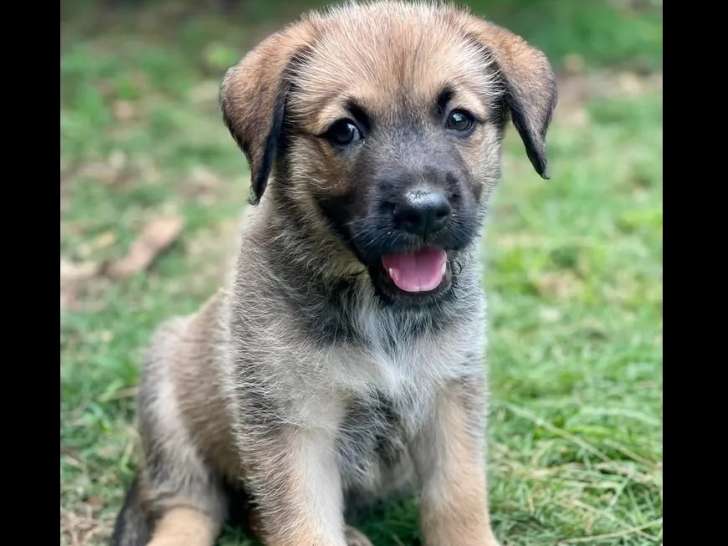 Disponible à l'adoption, chiot femelle noir et beige